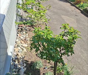 Einfamilienhaus in Grub AR - Foto 4