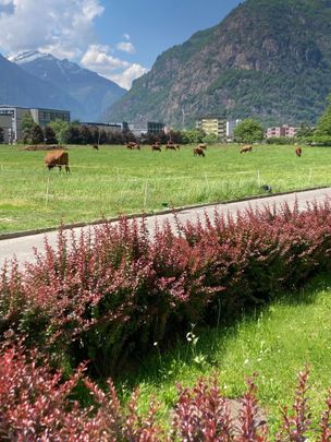 Pratico 3.5 locali immerso nel verde - Photo 1