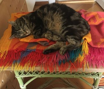 APPARTEMENT 3 PIÈCES À BERNE - OBSTBERG/SCHOSSHALDE, MEUBLÉ, TEMPOR... - Photo 2