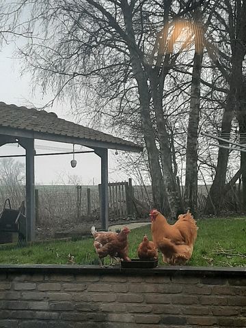 Slaapkamer in mens en diervriendelijk huis - Foto 2