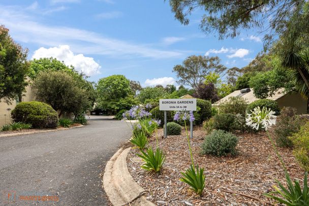 3M Tristania Street, Rivett ACT 2611 - Townhouse For Rent | Domain - Photo 1