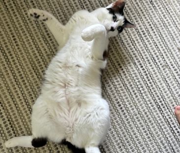 Sutherland - Photo 5