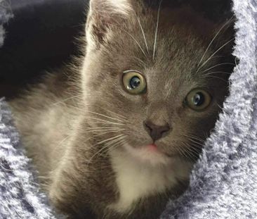 East Fremantle - Photo 4