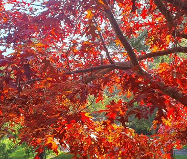 Lower Plenty - Photo 6