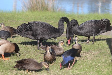 South Morang - Photo 4