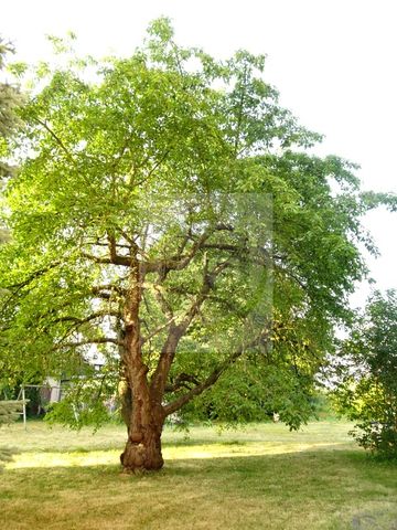 Hübsches Wohnen in Crossen - Photo 3