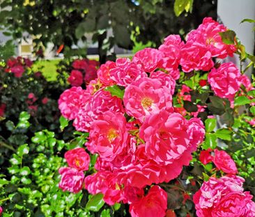 live in the countryside! - Foto 3