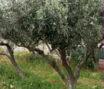 Μονοκατοικία για ενοικίαση Αγία Μαρίνα (Κορωπί) - Photo 6