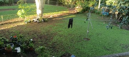 Indooroopilly - Photo 4