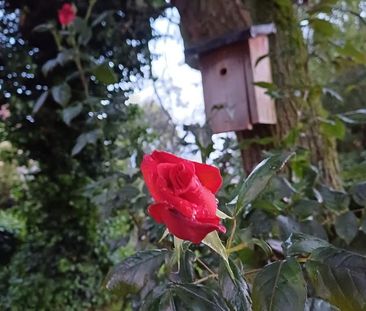 Exklusiv ausgestattete Wohnung in ruhiger und angenehmer Lage! - Photo 1