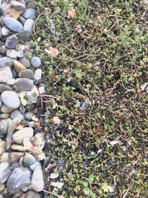 LAATSTE STUDIO in TOPbuurt - Photo 1