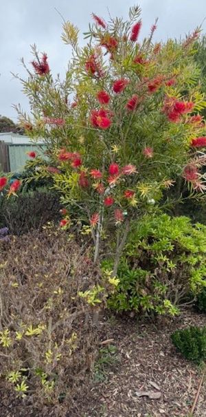 18A Gardiner St, Goolwa SA 5214 - House For Rent | Domain - Photo 1