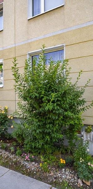 Birkwitzer Weg 5, 01257 Dresden OT Leuben mit Dobritz-Süd - Foto 1