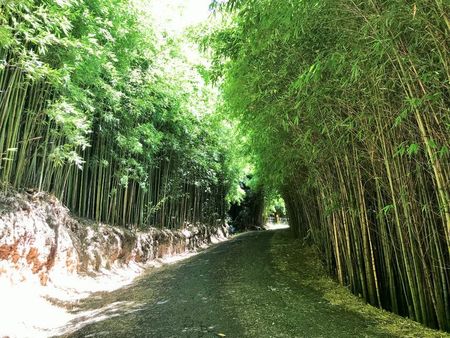 1016B Bells Line Of Road, Kurrajong Hills NSW 2758 - Studio For Rent | Domain - Photo 5