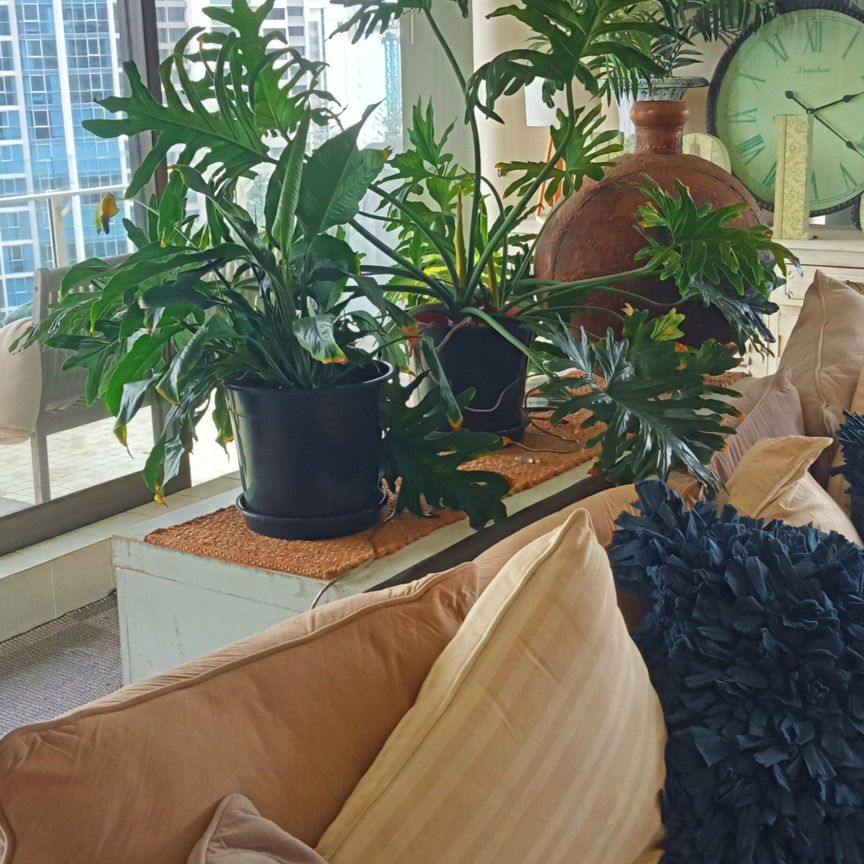 Surfers Paradise - Photo 1