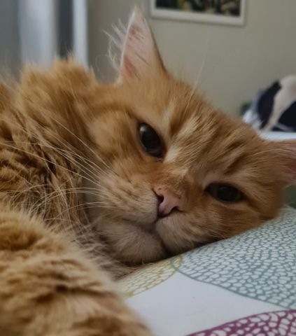 Forest Lodge - Photo 4