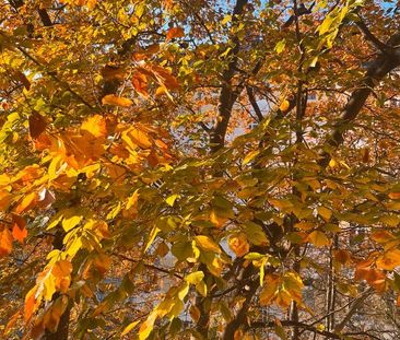 TAUSCH/SWAP 1- Zimmerwohnung gegen min. 2 Zimmer - Foto 1