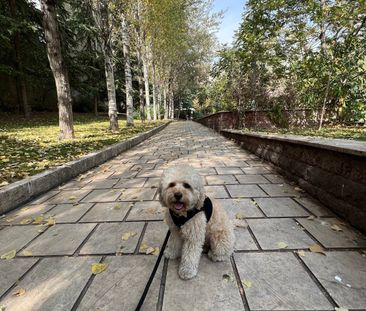 Hornsby Heights - Photo 5