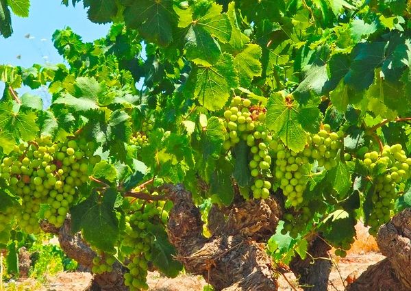 WIDE ESTATE FOR RENT IN TEULADA FOR LONG TERM