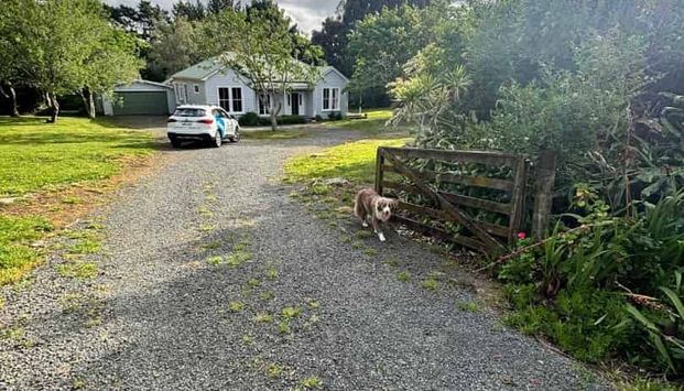 Bring your furry friend - Photo 1