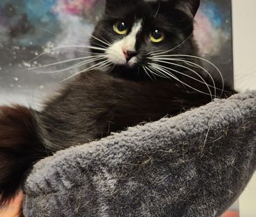 Craigieburn - Photo 5