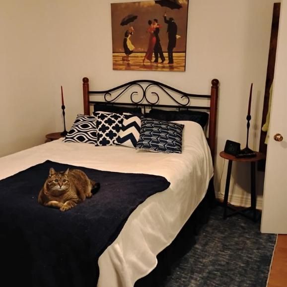 4 1/2 - Montréal (Montréal-Nord) - 1 520 $/mois - Photo 1