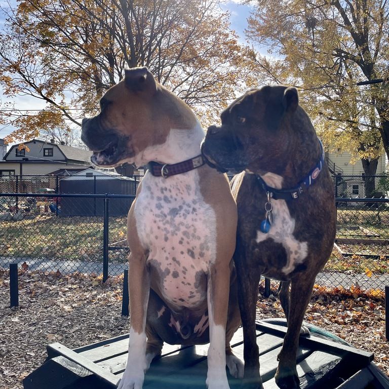 4 ½ à Louer, Animaux Acceptés! - Photo 1