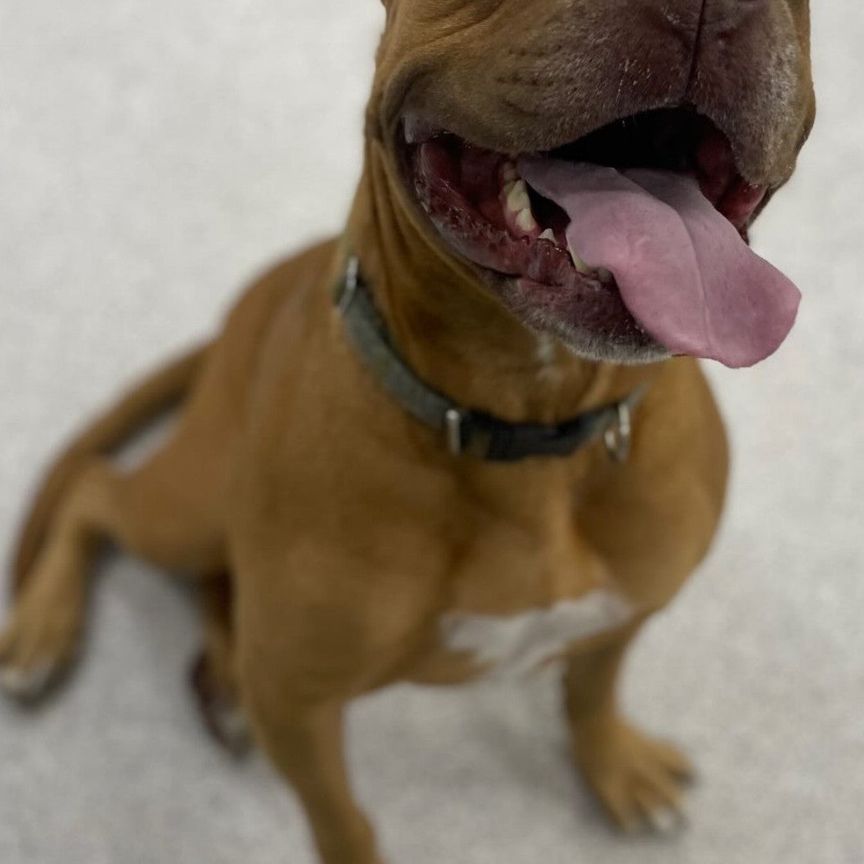 Collingwood - Photo 1