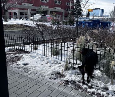 Maison à étages à louer - Longueuil (Le Vieux-Longueuil) (Vieux Lon... - Photo 5