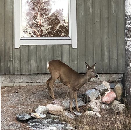 Med badrocksavstånd till både bad i sjö och hav! - Foto 4