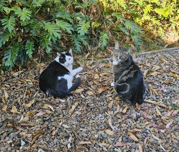 Bridgeman Downs - Photo 1