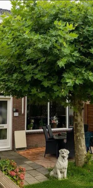Maison mitoyenne Lincolnplein 3, Oude-Tonge - À louer - Photo 1