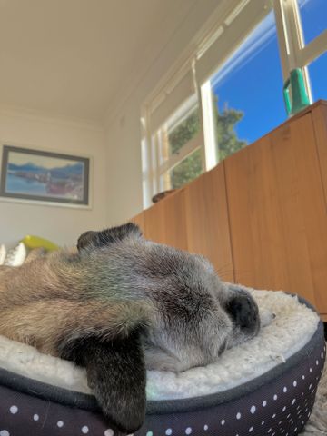 Balgowlah - Photo 4