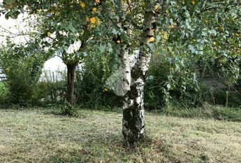 Casa indipendente in affitto