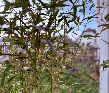 Location Appartement 2 pièces 46m² MITTELHAUSBERGEN 67206 - Photo 4