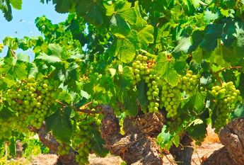 WIDE ESTATE FOR RENT IN TEULADA FOR LONG TERM