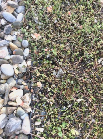 LAATSTE STUDIO in TOPbuurt - Foto 3