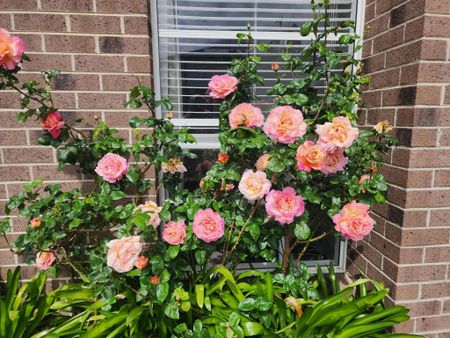 Craigieburn - Photo 2