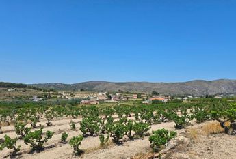 WIDE ESTATE FOR RENT IN TEULADA FOR LONG TERM