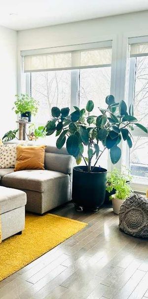 Condo 4 1/2 - Photo 1