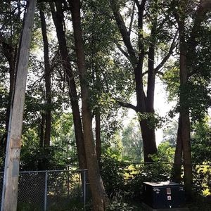 3 1/2 tranquil et spacieux à Saint Lambert - Photo 2