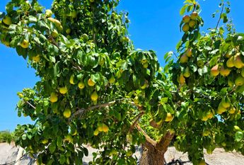 WIDE ESTATE FOR RENT IN TEULADA FOR LONG TERM