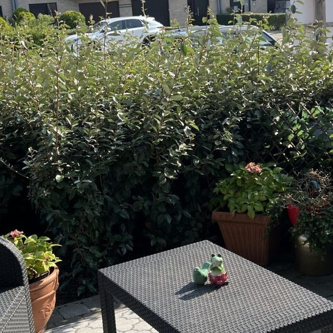 Gelijkvloers app. te huur in Wenduine voor € 750 met 1 slaapkamer - Photo 1