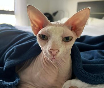 Albany Creek - Photo 1