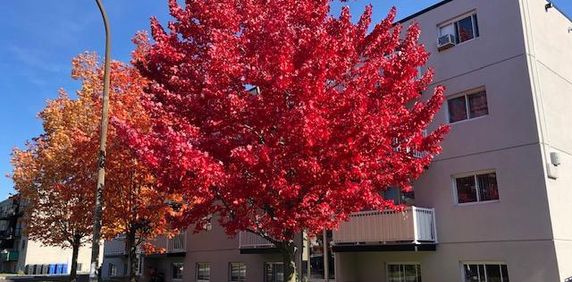 4 1/2, 2ième Étage à $1,545 - Photo 2