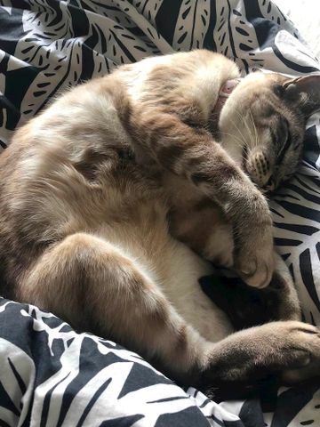 Kirribilli - Photo 3