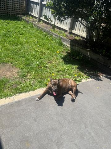 Murrumbeena - Photo 2