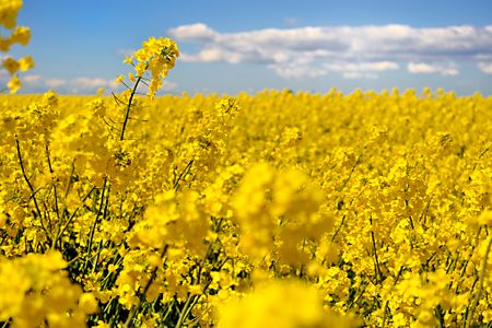 Bruksparken, Vellinge - Foto 2