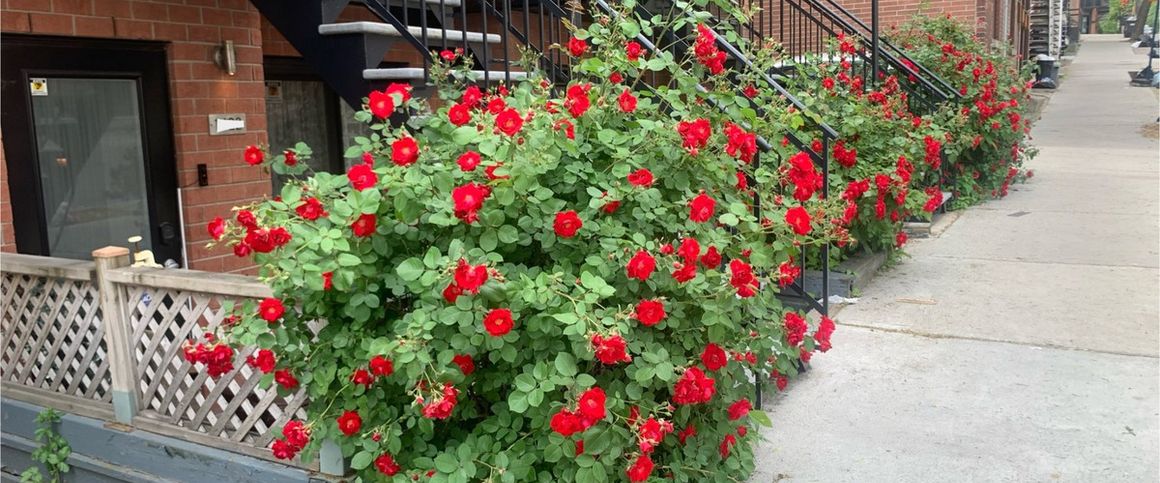 À louer / Appartement - Photo 1