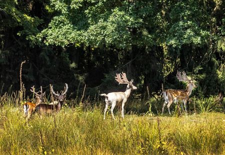 Bjeretsvägen, Svedala - Photo 4